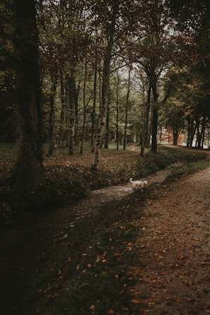 Friendly animal characters playing near a blue shaded stream nestled in green nature.