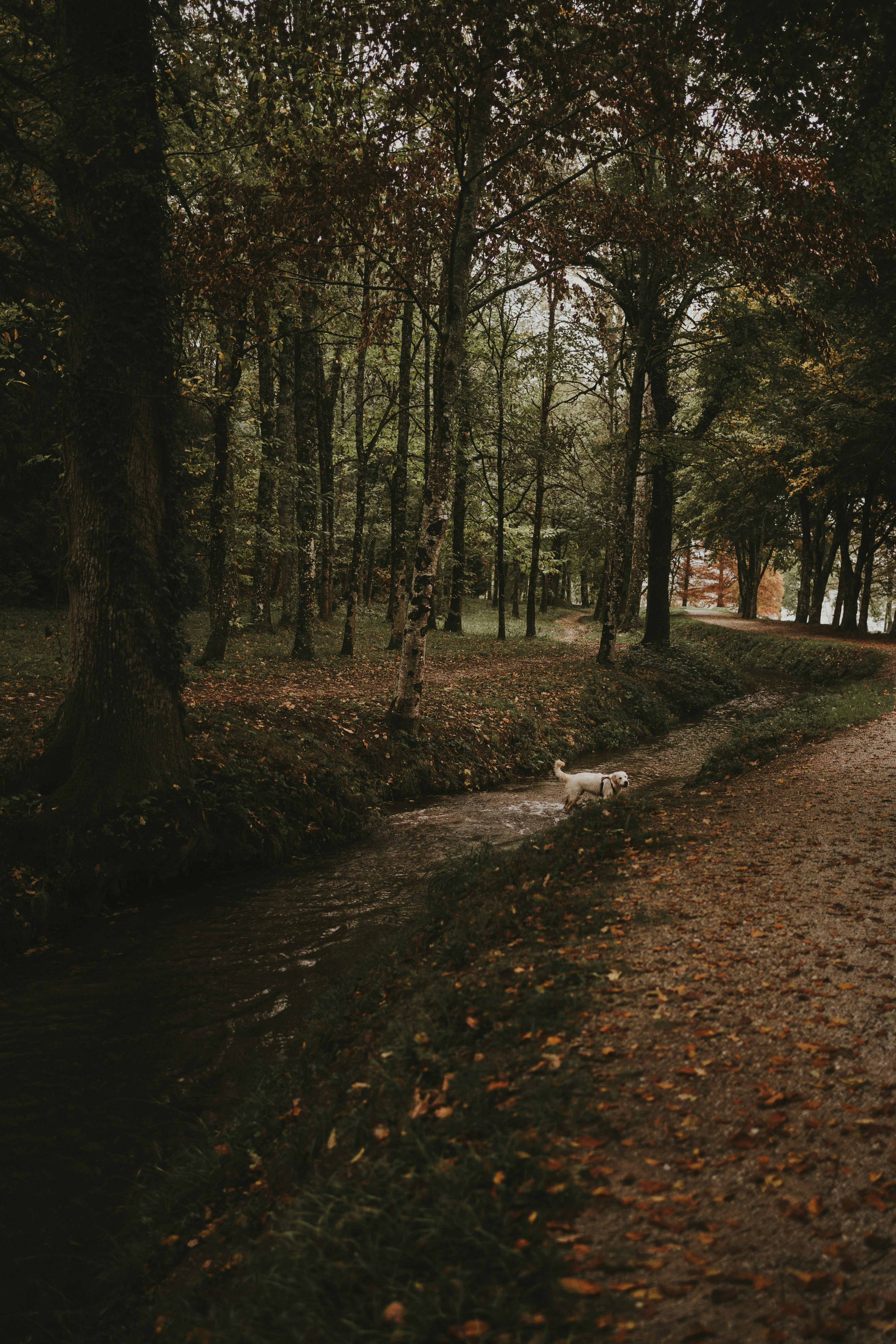 Man's best friend is something to behold in all forms: gorgeous Golden Retrievers, tiny yapping chihuahuas, fearsome pitbulls. Unsplash's community of incredible photographers has helped us curate an amazing selection of dog images that you can access and use free of charge.