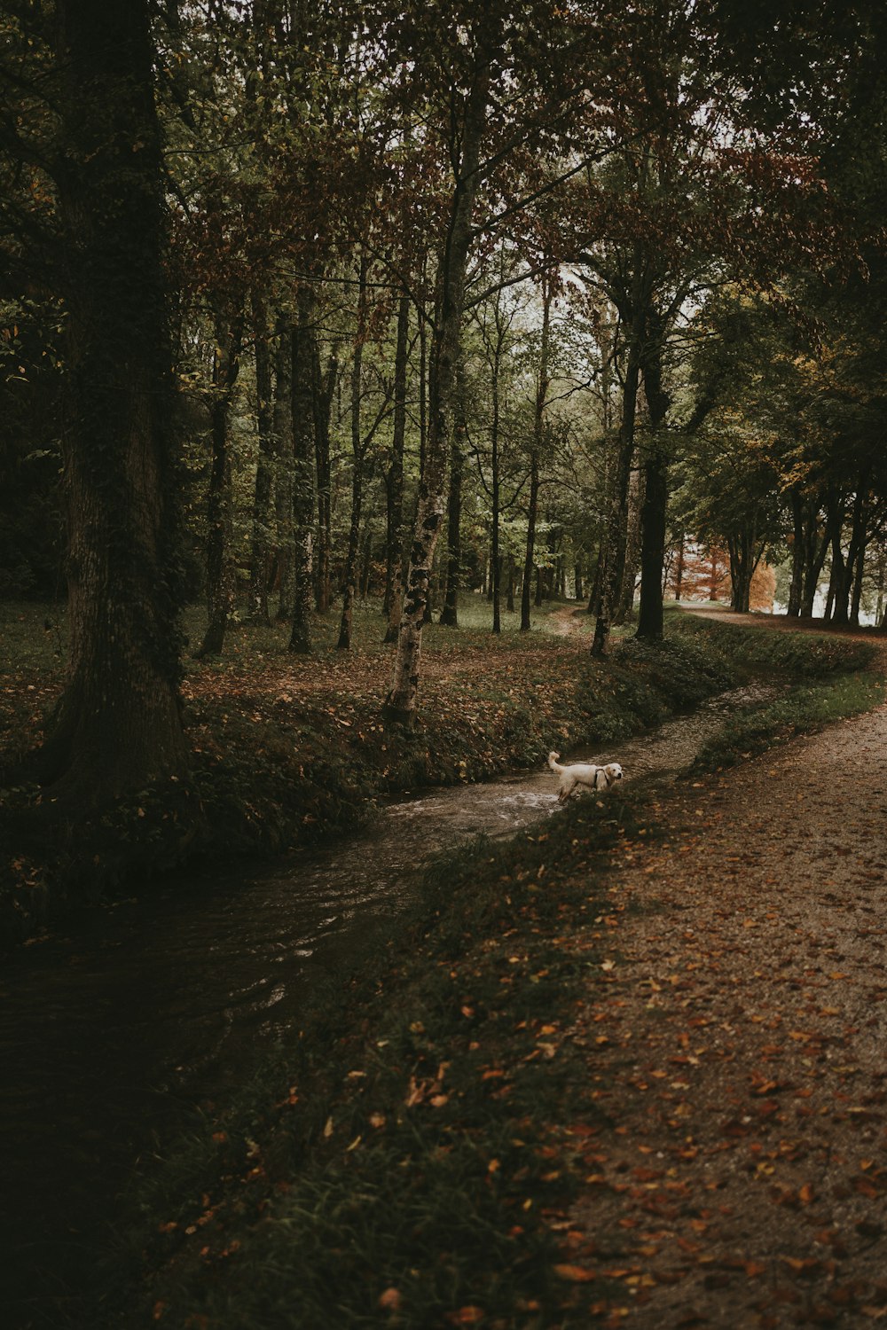 a small stream running through a forest filled with trees