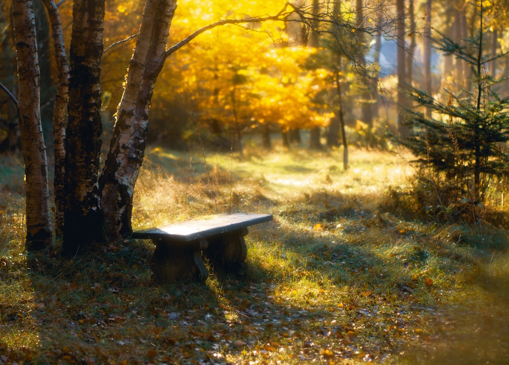 um banco de madeira sentado no meio de uma floresta