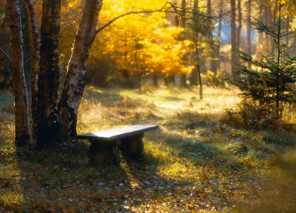 a wooden bench sitting in the middle of a forest