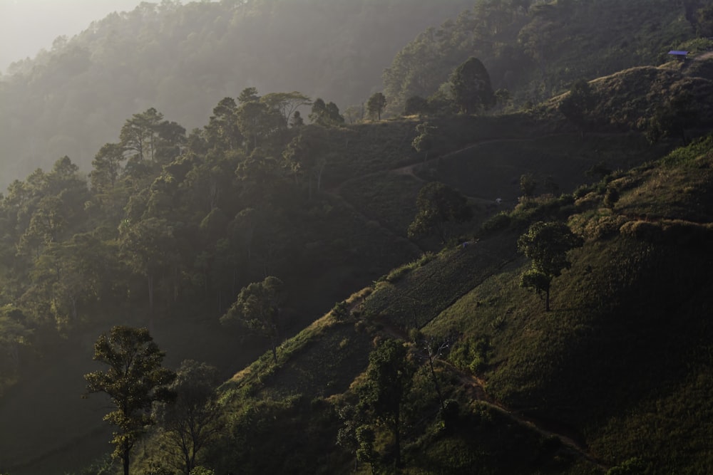 a view of a hillside with trees on it