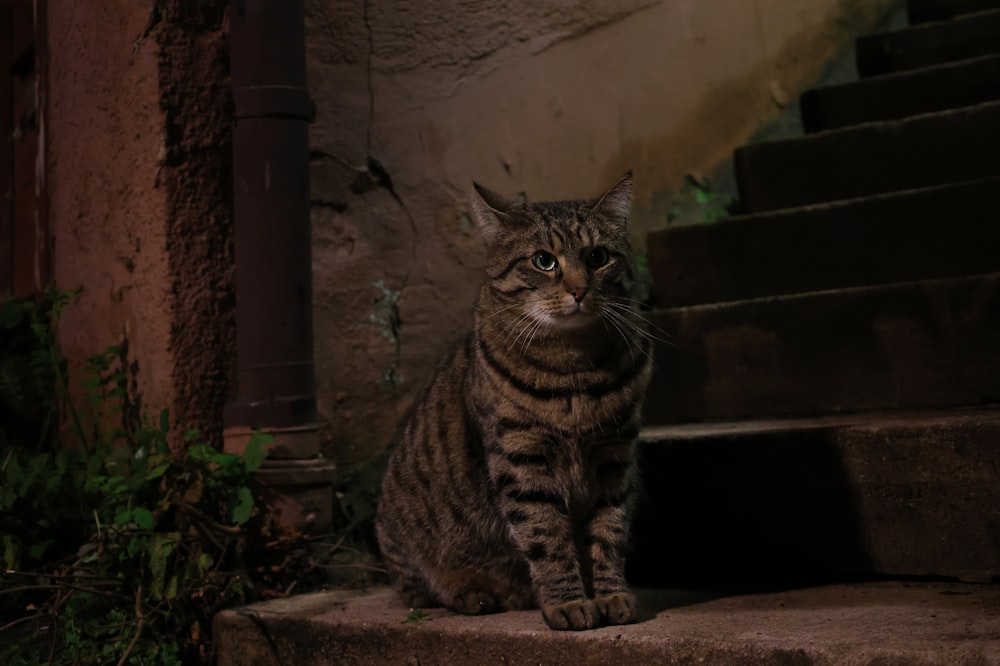 a striped cat sitting on a set of steps