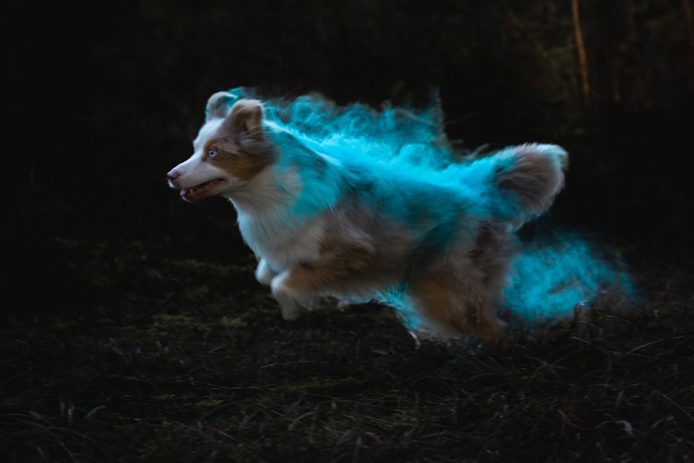 um cão está correndo através do escuro com uma luz azul em seu rosto
