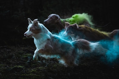 a group of dogs running through a forest