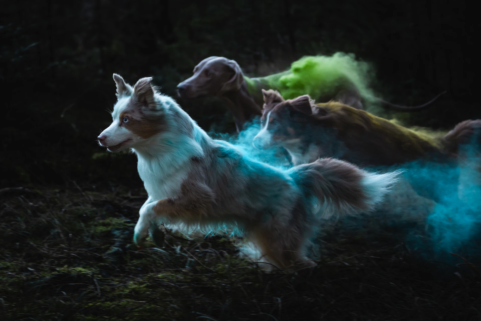 a group of dogs running through a forest