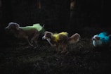 Three dogs are running through a dark forest. The first dog is covered in green powder, the second in yellow, and the third in blue. The surroundings are shadowy, emphasizing the vibrant colors on the dogs.