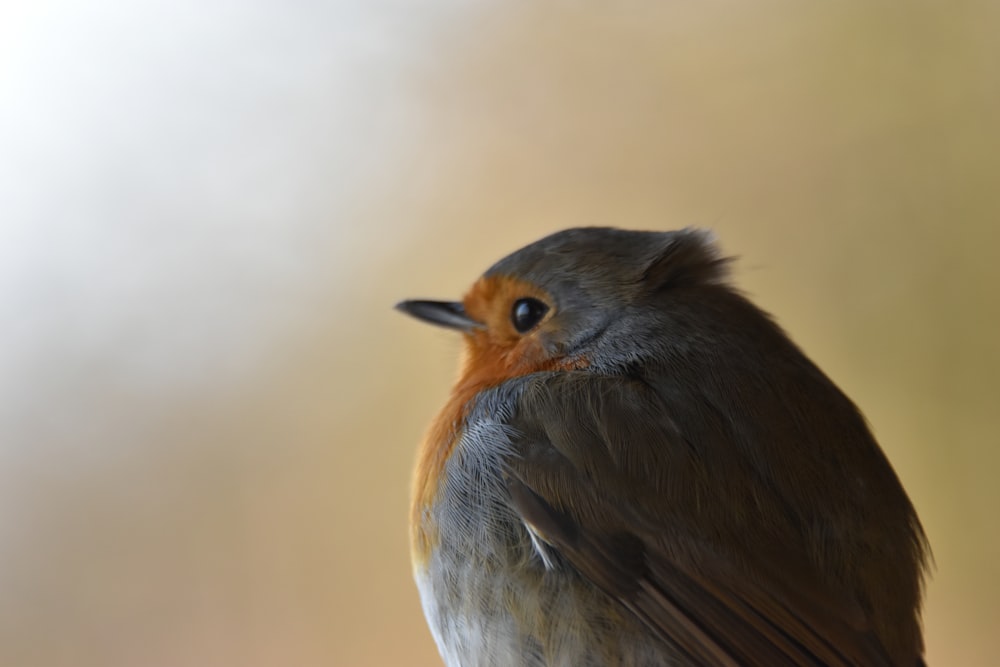 a close up of a small bird with a blurry background