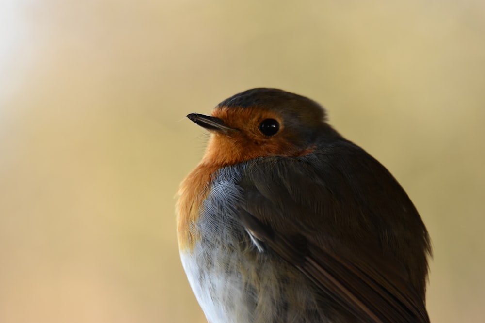 a close up of a bird with a blurry background