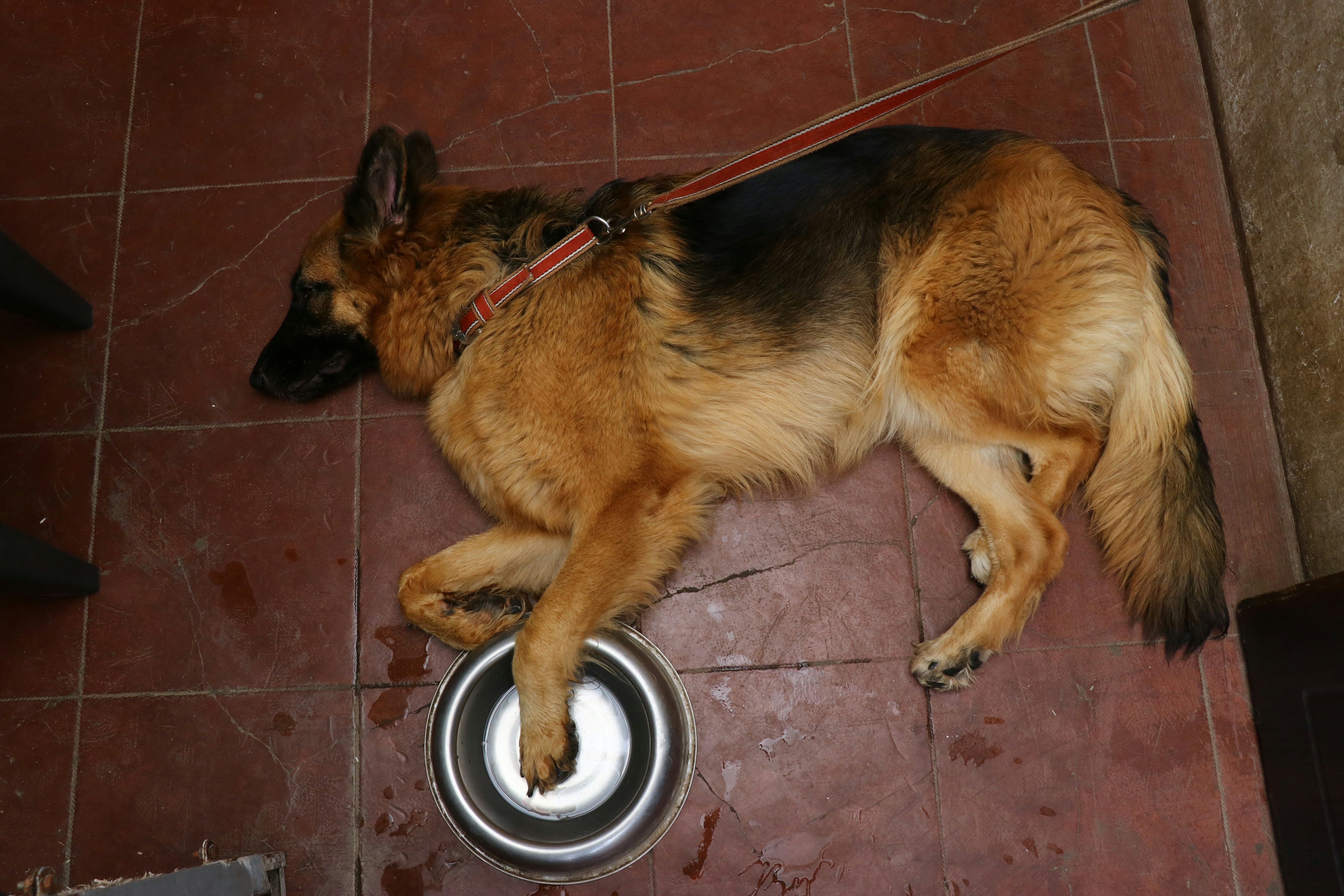 a dog laying on the floor next to a bowl