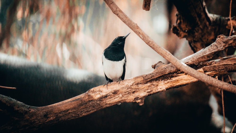 a small black and white bird perched on a tree branch