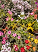 An image showing a variety of beautiful plants and flowers.