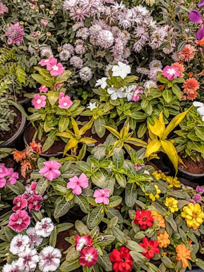 A variety of violet plants displayed together, showcasing different colors and shapes.