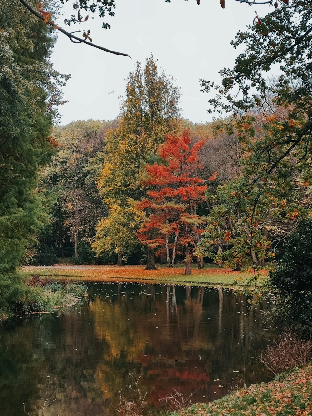 a pond surrounded by trees in the fall