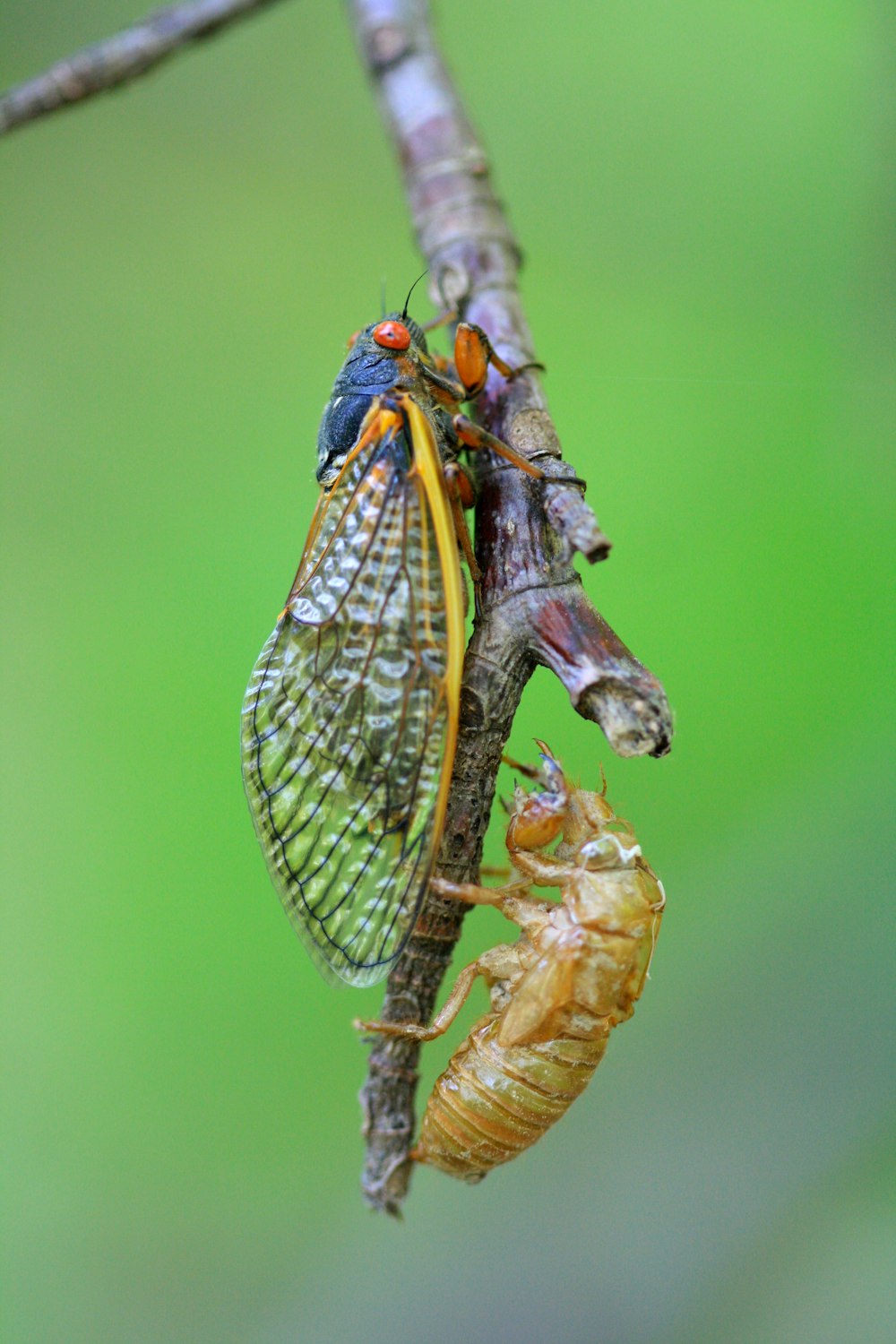 a couple of bugs hanging from a tree branch