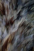 Close-up of intricate feather details emphasizing the unique traits of each bloodline.