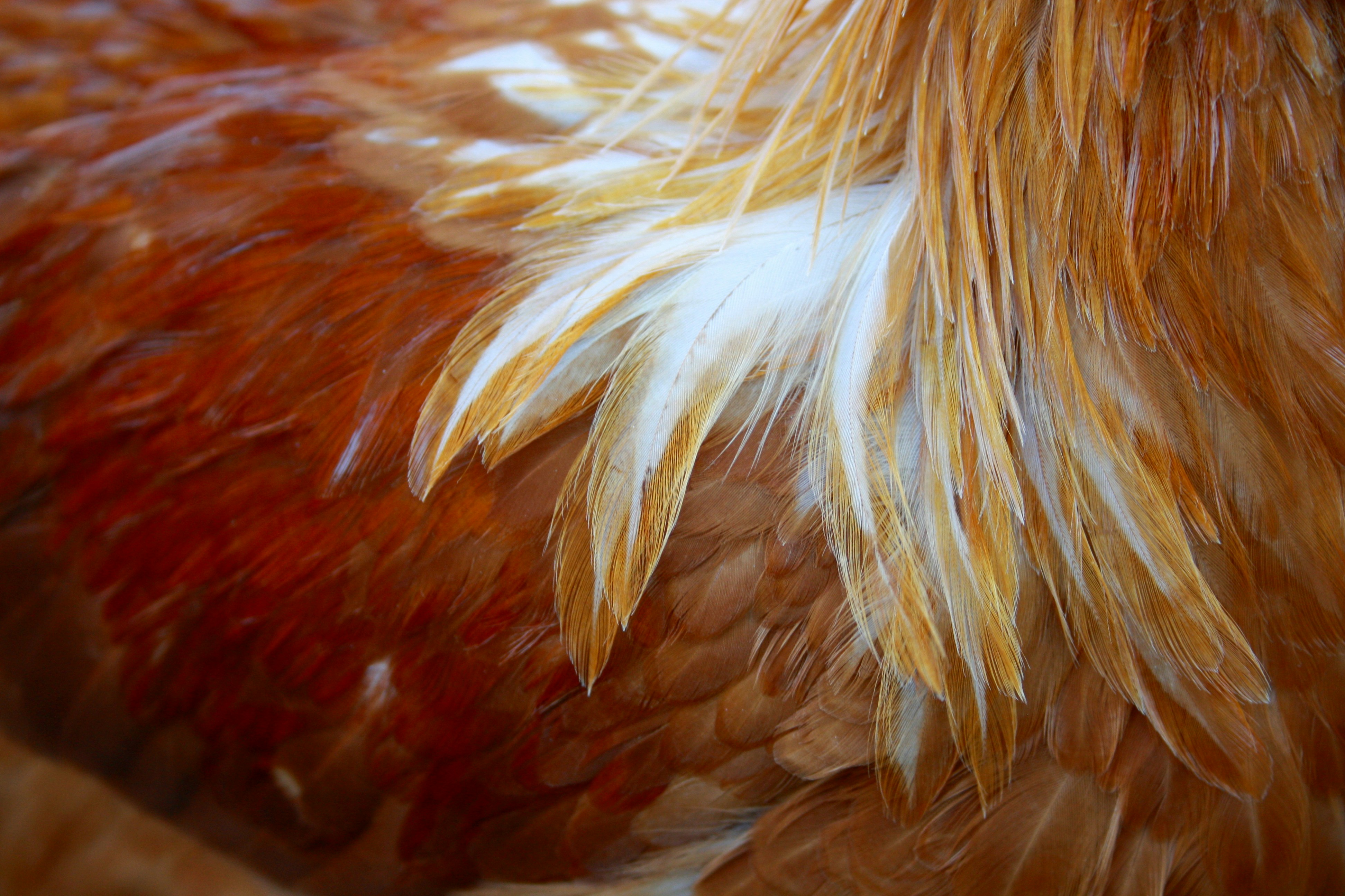 a close up picture of a rooster's feathers