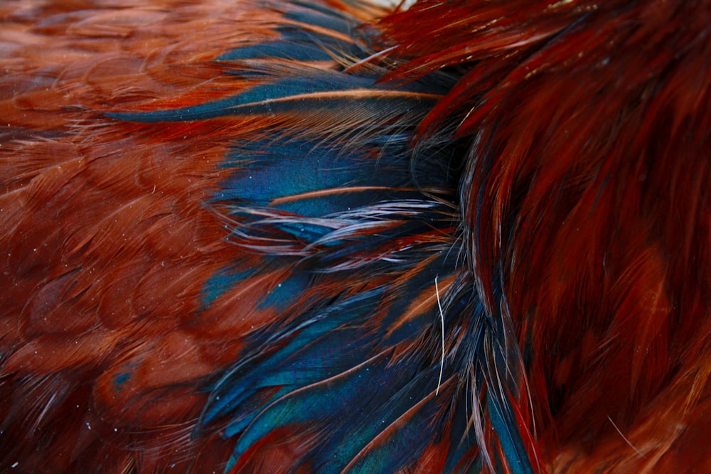 a close up of a red and blue bird's feathers