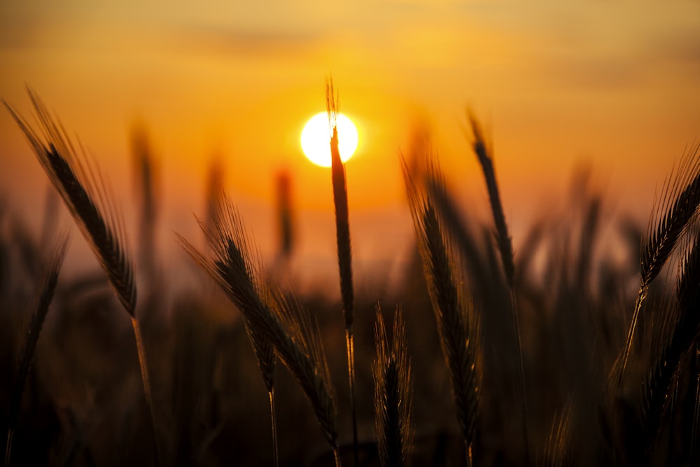 the sun is setting over a field of wheat