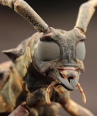 A close-up view of an insect's head featuring large, compound eyes with intricate patterns. The image highlights the insect's detailed exoskeleton, antennae, and mouthparts with vivid clarity.