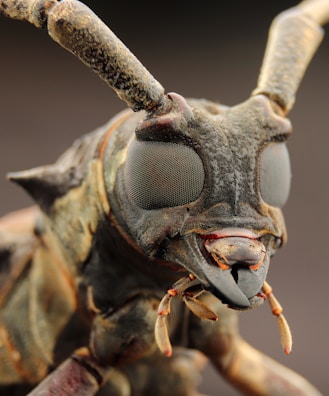 A close-up view of an insect's head featuring large, compound eyes with intricate patterns. The image highlights the insect's detailed exoskeleton, antennae, and mouthparts with vivid clarity.
