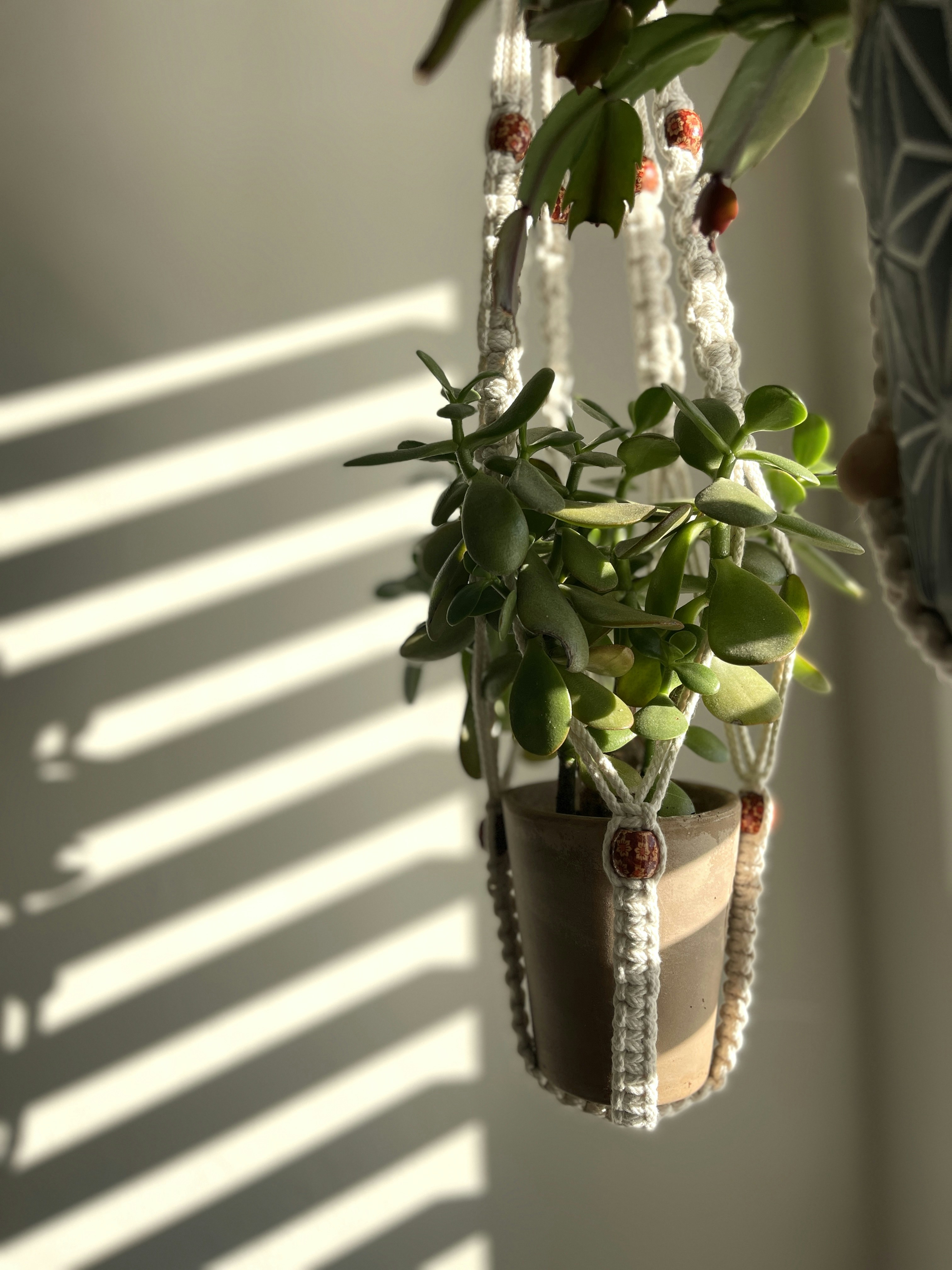 Macrame crochet hanging planter with green succulent