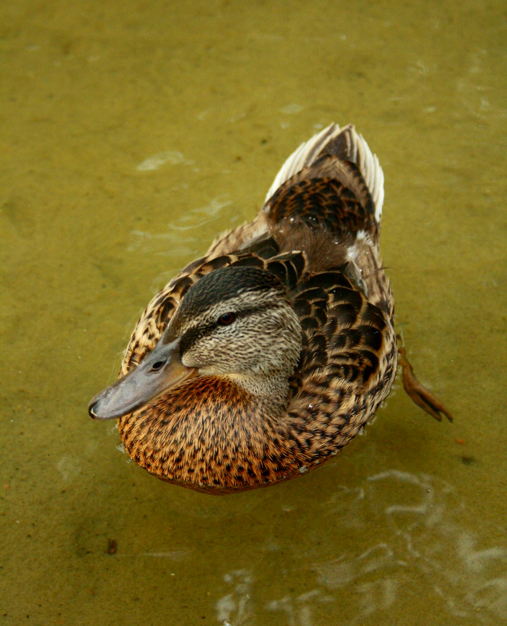a duck that is floating in some water