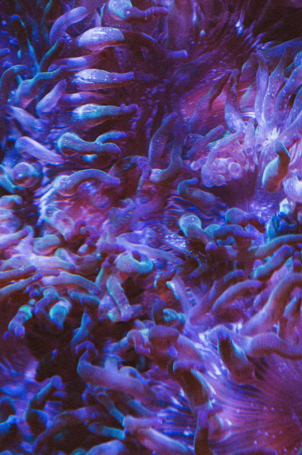 Gros plan d’une anémone de mer violette et bleue