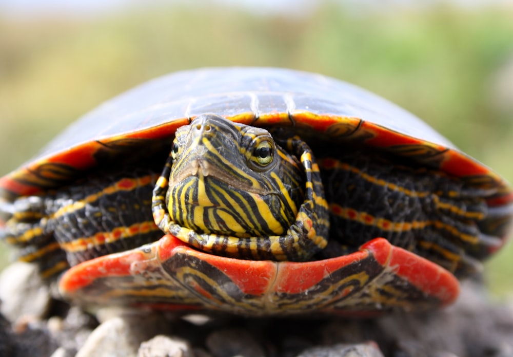 a close up of a turtle on a rock