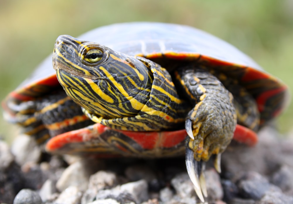 a small turtle sitting on top of a pile of rocks