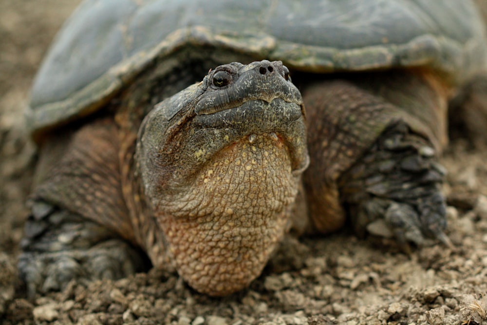 a close up of a turtle on the ground