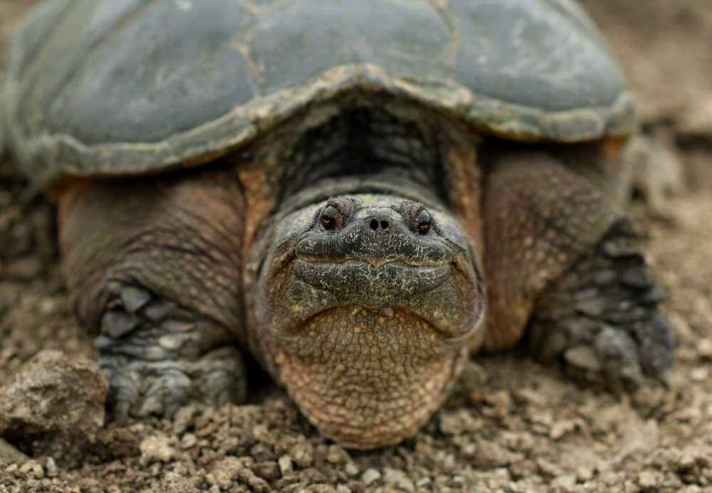 a close up of a turtle on a dirt ground