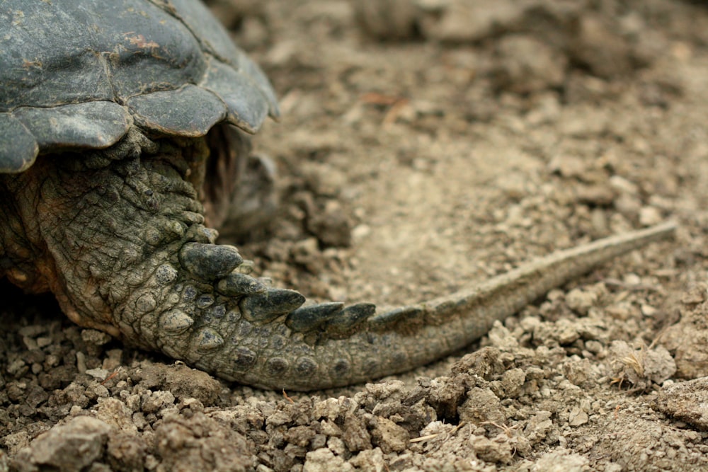 a close up of a turtle laying on the ground