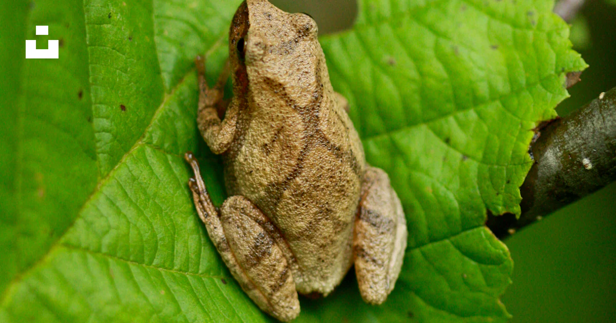 Anatomie de la grenouille Corps complet isolé sur un fond transparent | PSD Premium Anatomie de la grenouille Corps complet isolé sur un fond transparent | PSD Premium