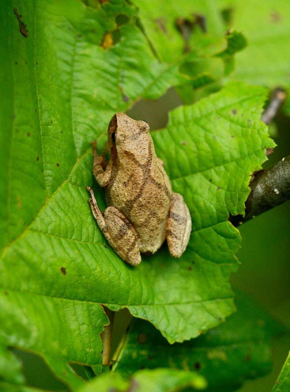 a frog is sitting on a green leaf