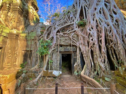 The image depicts an ancient stone temple structure overgrown with large, intricate tree roots. Carvings of human figures can be seen on the stone walls to the left side of the image, showcasing detailed, historical artwork. The roots of the tree appear to almost engulf the temple entrance, giving the scene a mystical and ancient vibe. The background includes a clear blue sky and some vegetation, adding to the natural atmosphere.