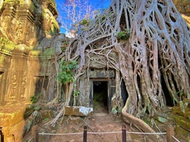 The image depicts an ancient stone temple structure overgrown with large, intricate tree roots. Carvings of human figures can be seen on the stone walls to the left side of the image, showcasing detailed, historical artwork. The roots of the tree appear to almost engulf the temple entrance, giving the scene a mystical and ancient vibe. The background includes a clear blue sky and some vegetation, adding to the natural atmosphere.