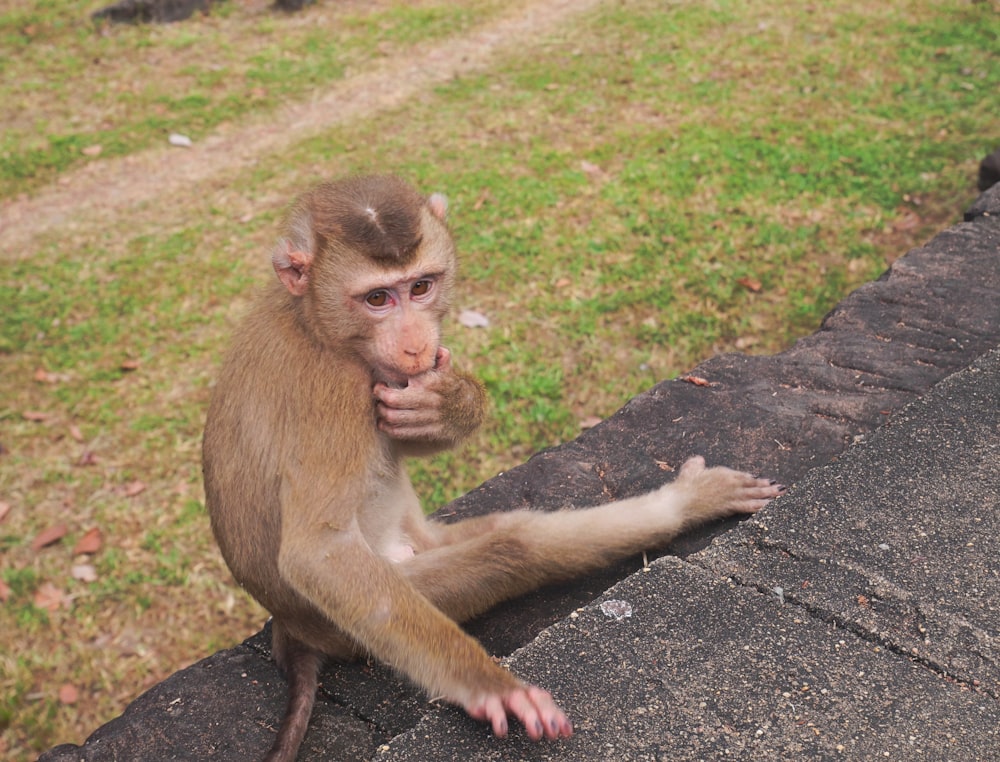 a monkey sitting on the edge of a building