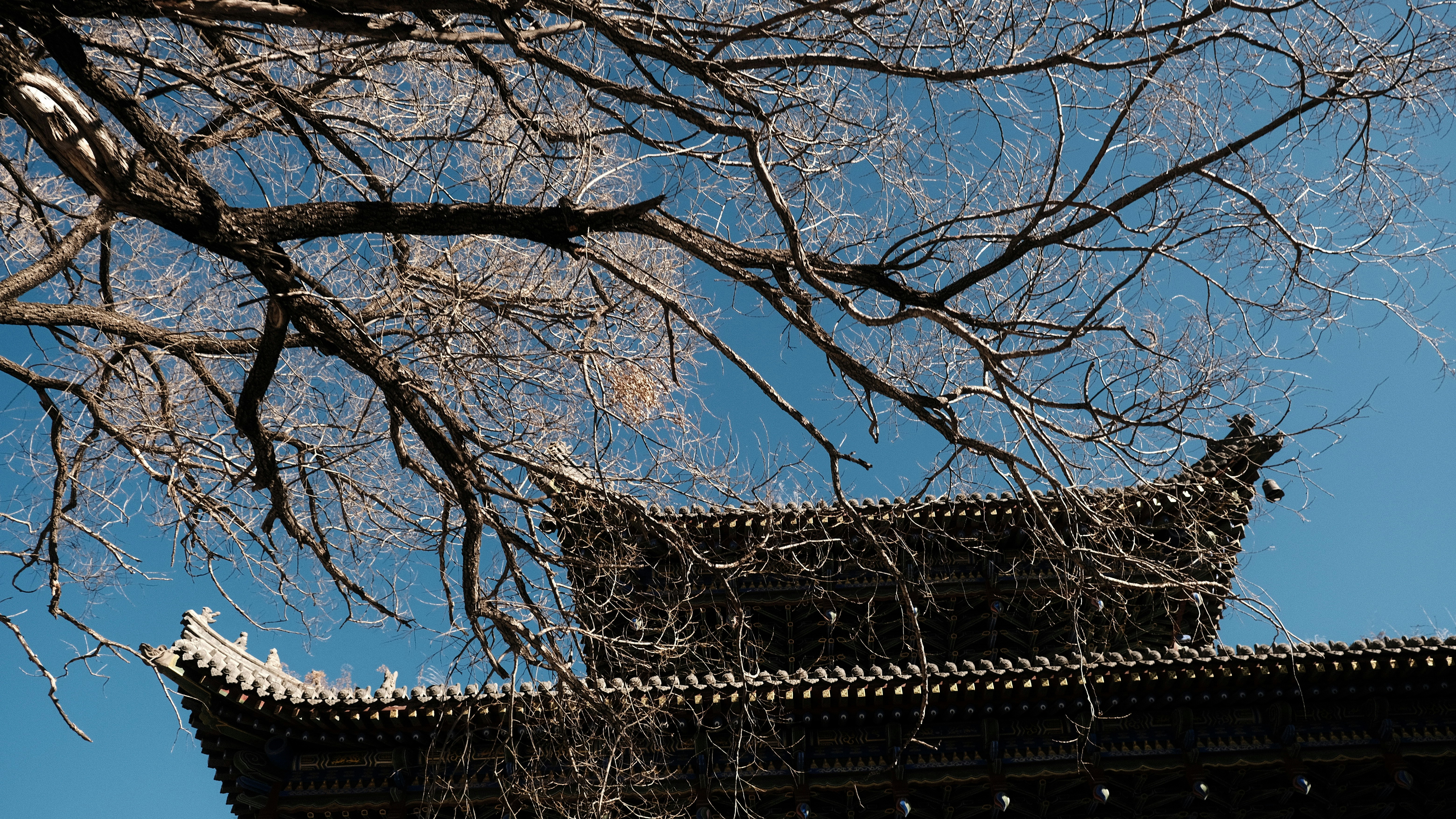 general related image for: Boyu Capital Pursues $1.4 Billion Loan for Starbucks China Stake