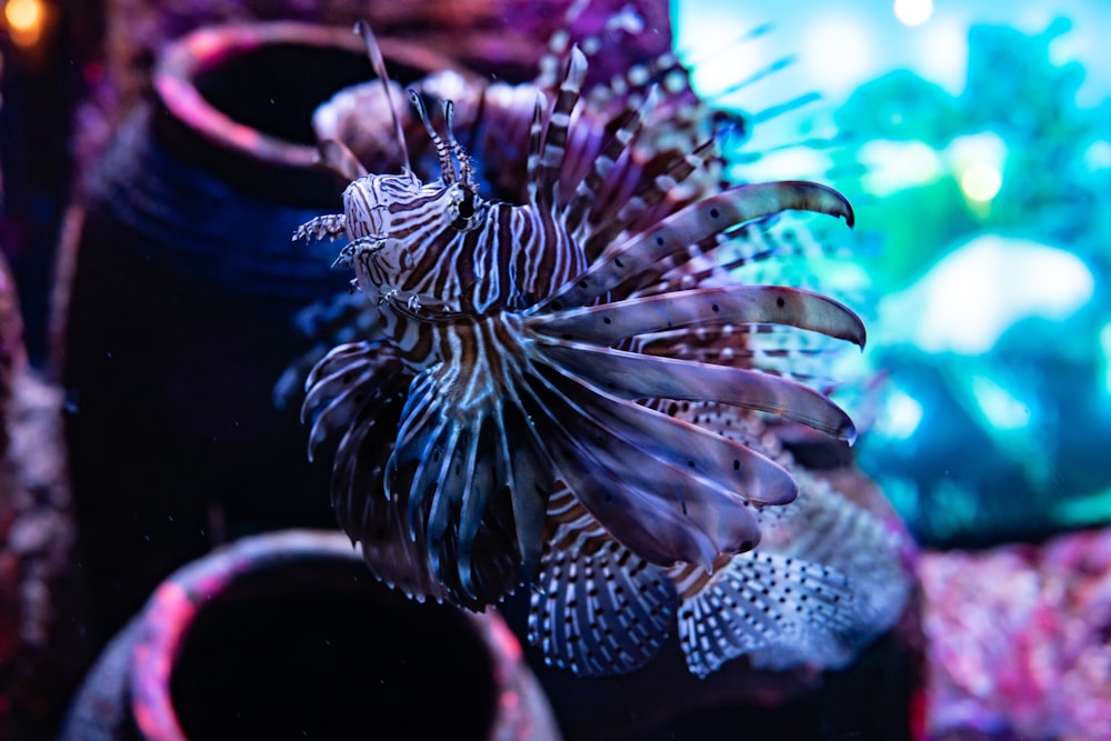 a close up of a fish in a tank