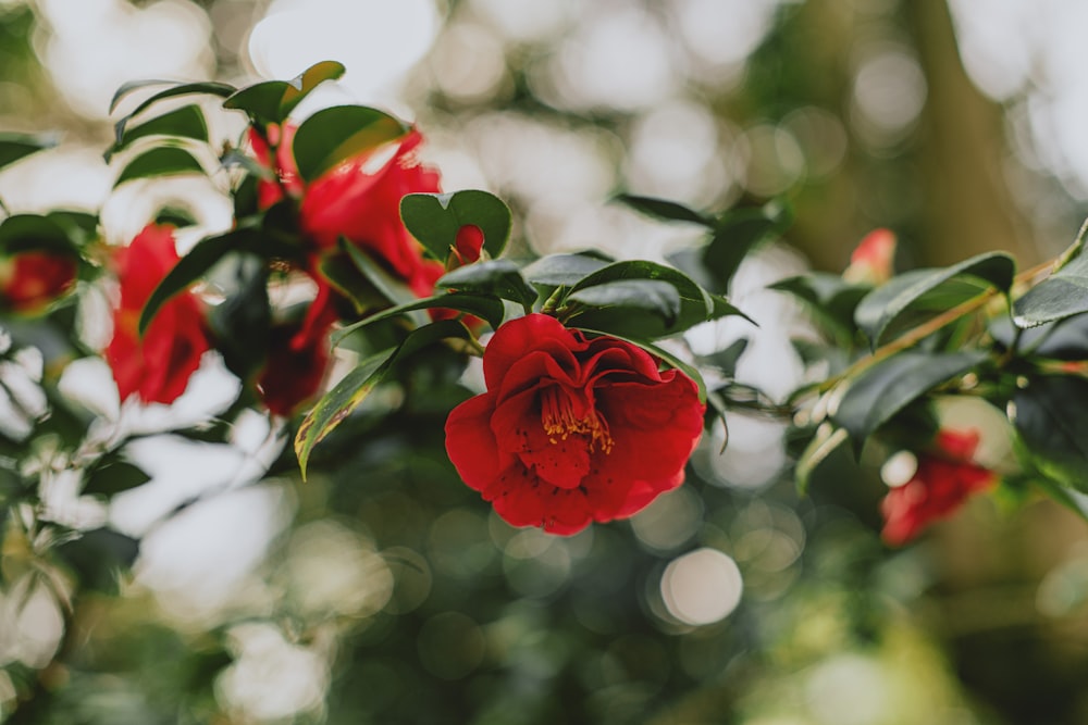 a close up of a red flower on a tree