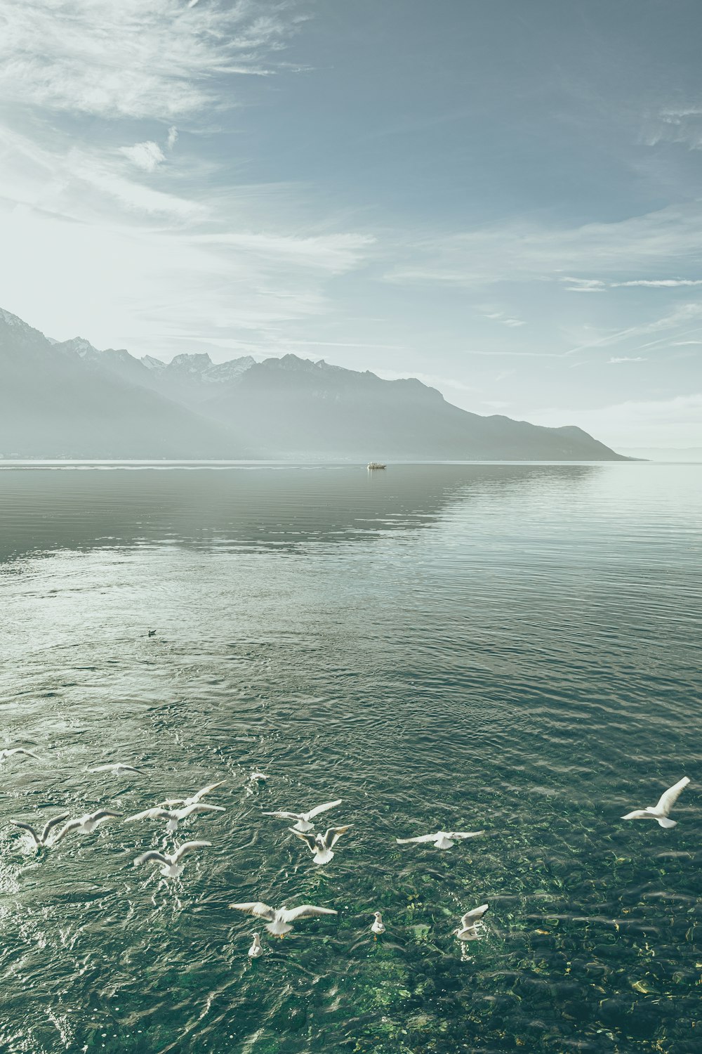 a flock of birds flying over a large body of water