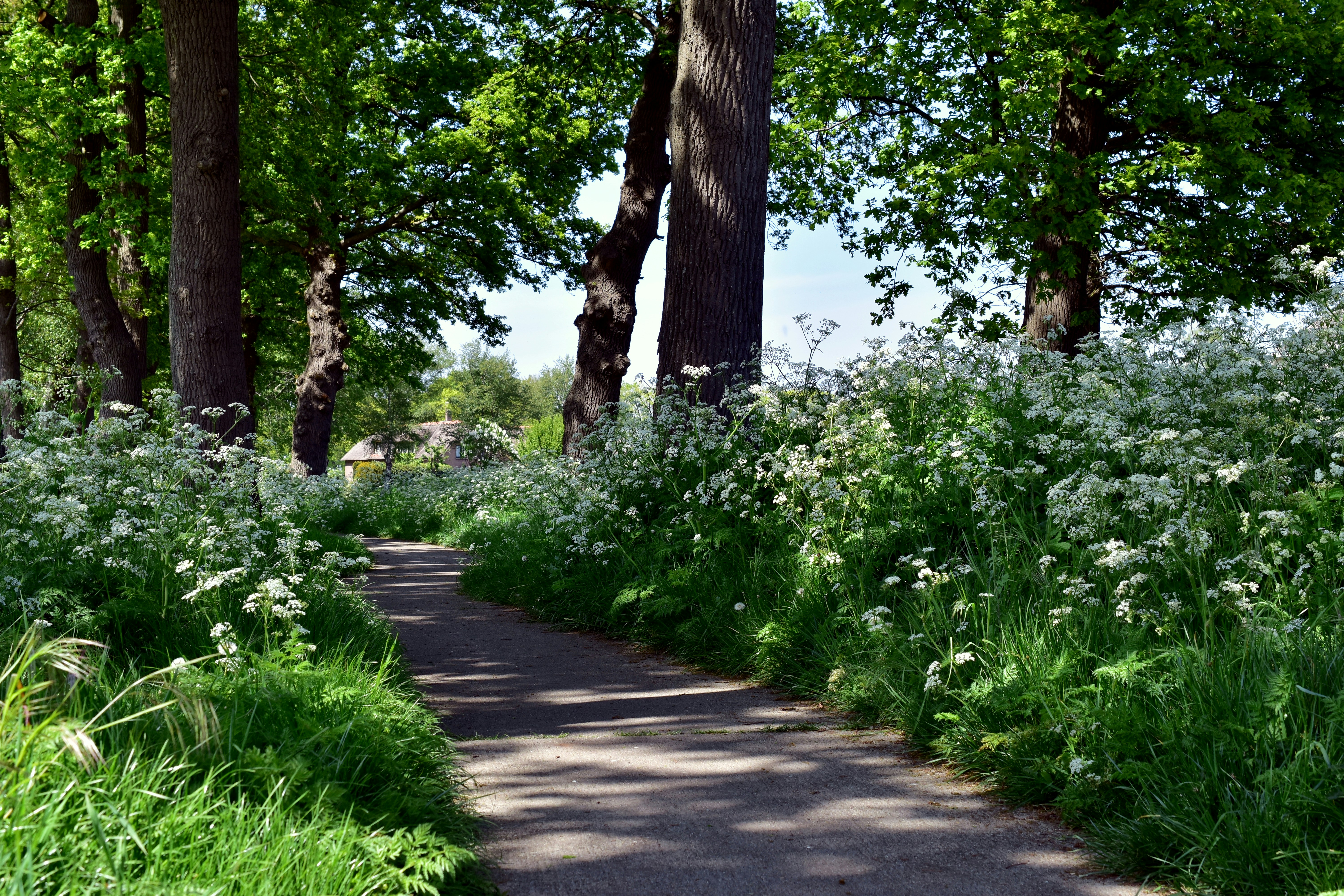 a path through a lush green forest filled with trees