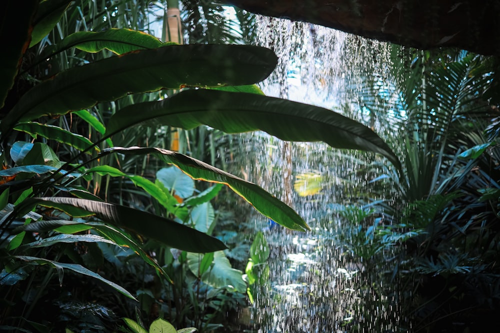 a lush green forest filled with lots of plants