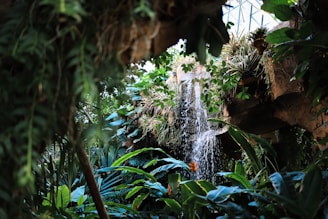 Waterfall in rainforest