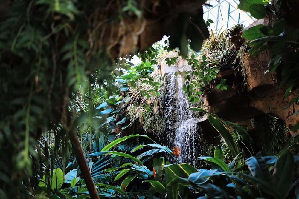 a waterfall in the middle of a tropical garden