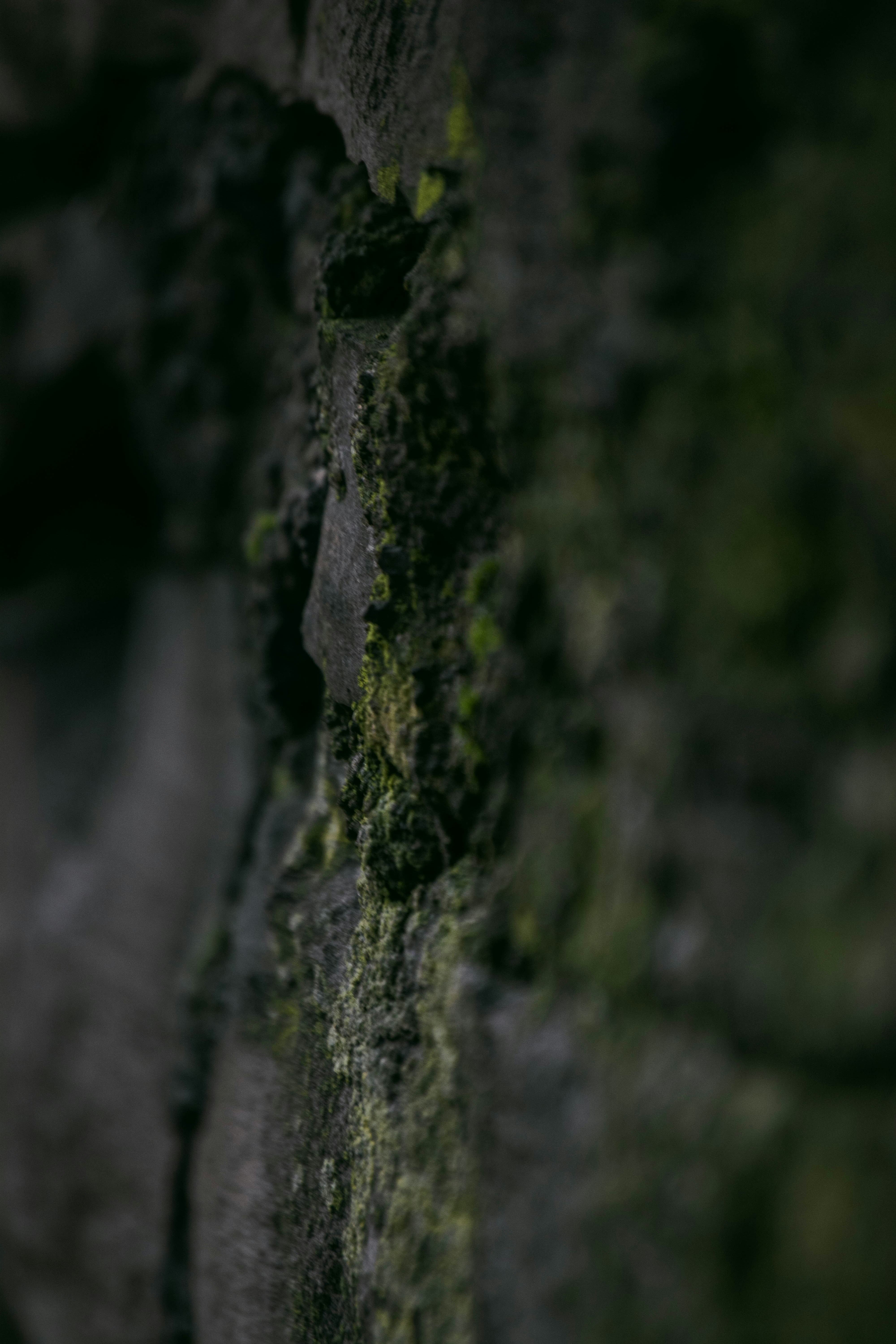 a teddy bear is sitting on a mossy wall