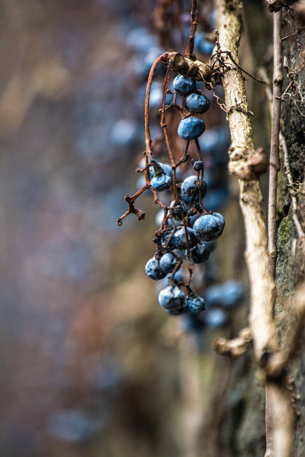 a bunch of blue berries hanging from a tree