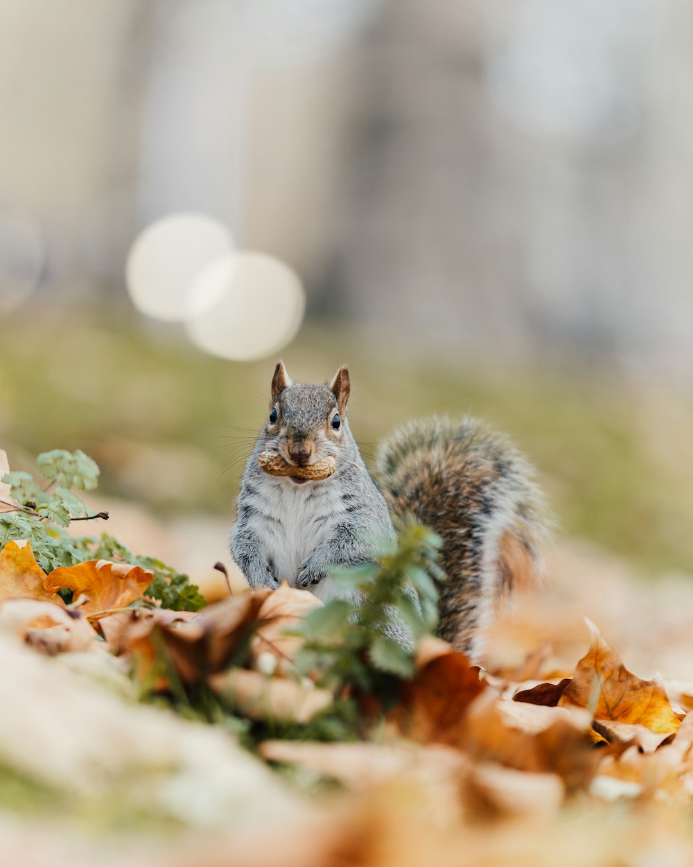 a squirrel standing on top of a pile of leaves