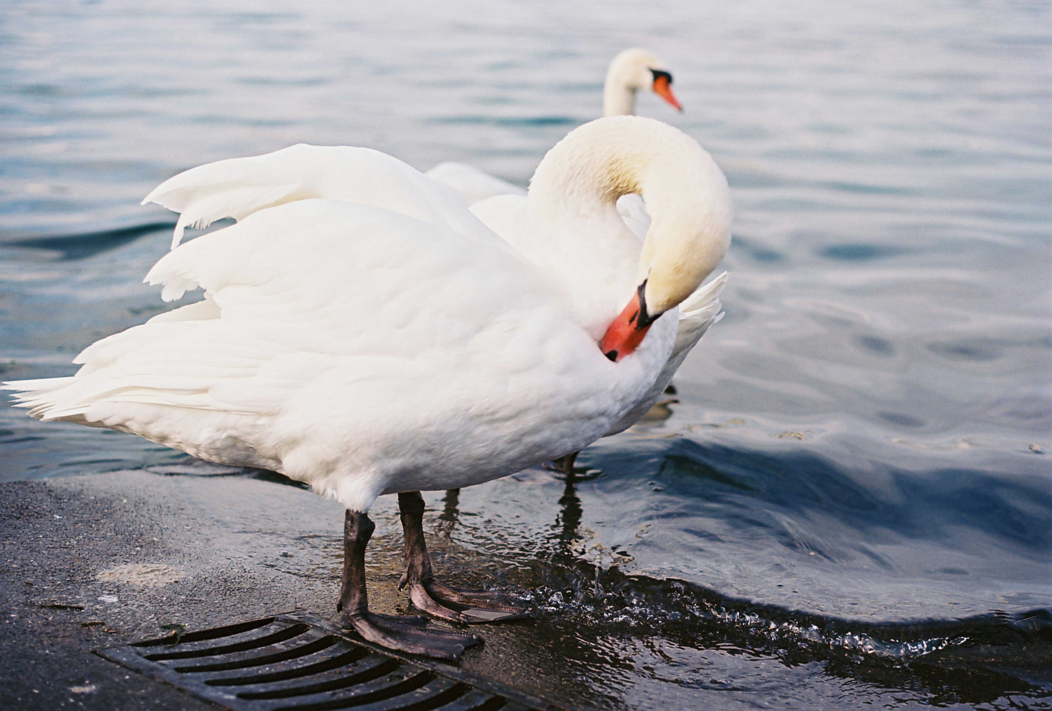 Photo by genevatimes54